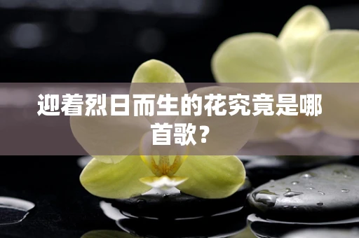 迎着烈日而生的花究竟是哪首歌？