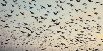 鸟南飞鸟难返究竟出自哪首歌?