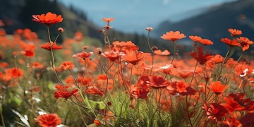 山上红花红艳艳出自哪首歌？