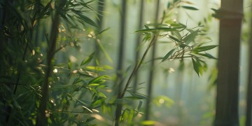 可也不是当年的歌究竟是什么？