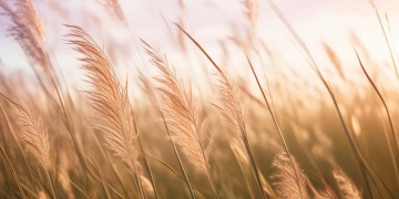芦苇芦苇出自什么歌？