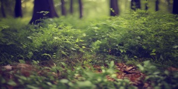 林之校和顾魏会听什么歌呢？