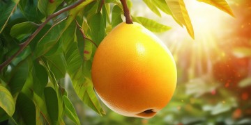 芒果好甜好好吃出自哪首歌?