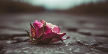 永远的枯萎究竟是哪首歌?